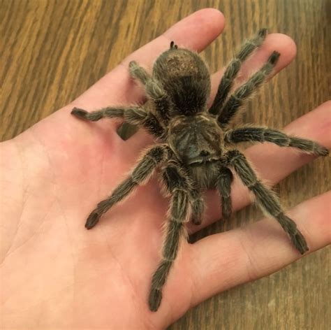 These desert arachnids look like they have ten legs, but two of these limbs are really pedipalps, sensors that help them locate prey. 5 Most Dangerous Predators of Animal Kingdom - Onward ...