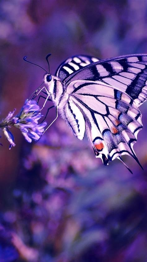 Also explore thousands of beautiful hd wallpapers and background images. 23 Aesthetic Butterfly iPhone Wallpapers - WallpaperBoat