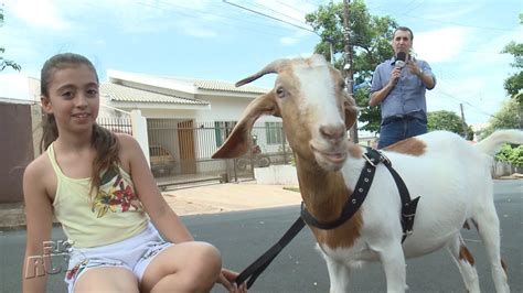 Kabrita combines the natural mildness of goat milk with valuable nutrients. Família tem cabrita de estimação em Maringá - YouTube