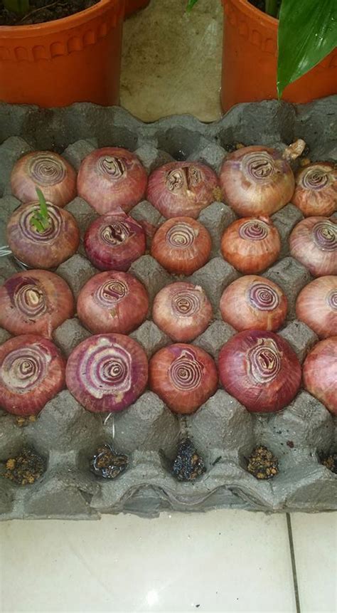 Masukan irisan daun bawang dan seledri. Mudah Sungguh Nak Tanam Daun Bawang Tanpa Benih Di Rumah ...