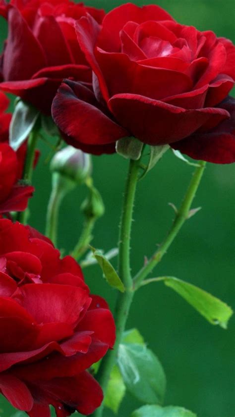 Rose Wallpaper for iPhone (87+ images)