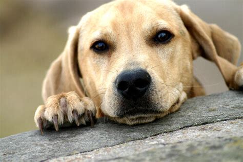 Adottare un cane del canile è un'azione molto generosa per chiunque decida di farla. Cose da sapere prima di adottare un cane adulto - I miei ...