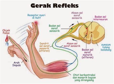 Gerak yang dilakukan otot dapat berupa gerak sinergis dan gerak antagonis. Pengertian, Mekanisme Dan Urutan Serta Contoh Gerak Biasa ...