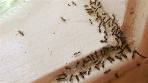 Maybe you would like to learn more about one of these? Boric Acid Could Eliminate An Ant Infestation - DIY Ways