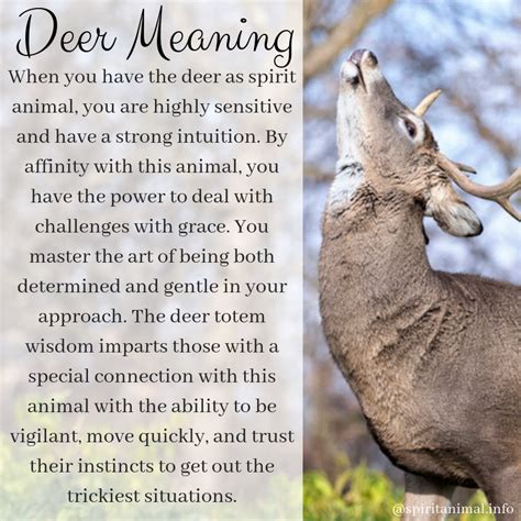 The deer as a spirit animal represents the ability to be graceful and gentle in all areas of life. Deer Spirit Animal | Animal totem spirit guides, Spirit ...