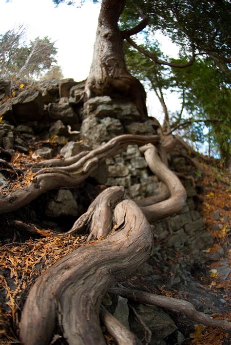 Quebec Tree Roots photo by Ben Kaufman | Unique trees, Growing tree ...