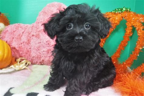 As reputable havanese breeders in rhode island and florida, we at royal flush havanese pride ourselves on our happy. Havanese Puppies for Sale - FL | Royal Flush Havanese