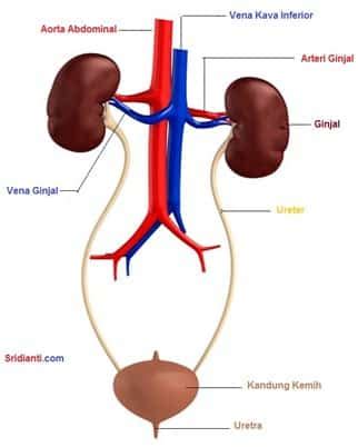 Nama organ gerak pada ikan adalah sirip dan ekor. Lapisan Sebelah Luar Ginjal Disebut Kulit Ginjal Atau ...