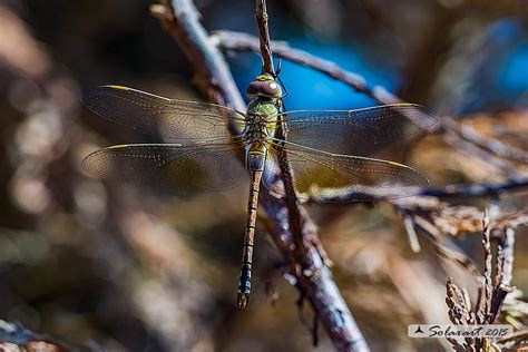 Otherwise, the vagrant emperor is unfortunately only a guest in germany. Hemianax (ex. Anax) ephippiger - Vagrant Emperor