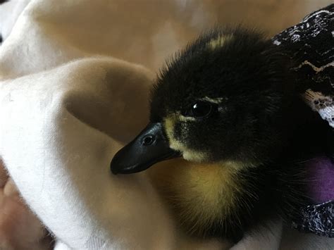 They will splash and play in this water. Pin von Deena Salinas auf Ducks | Tiere