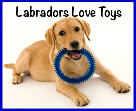 Labrador puppies look cute and fluffy but can bite so hard that it makes your eyes. When Do Puppies Stop Biting And How To Cope With A ...