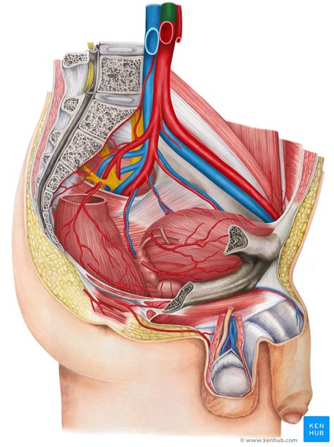 Arteries are vessels that carry blood away from the heart. What Blood Vessel(S) Carry Blood To The Liver / Blood ...