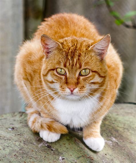 Male/female ginger cat name ideas. 59 HQ Pictures Orange Cat Pair Names - 60 Badass Names For ...