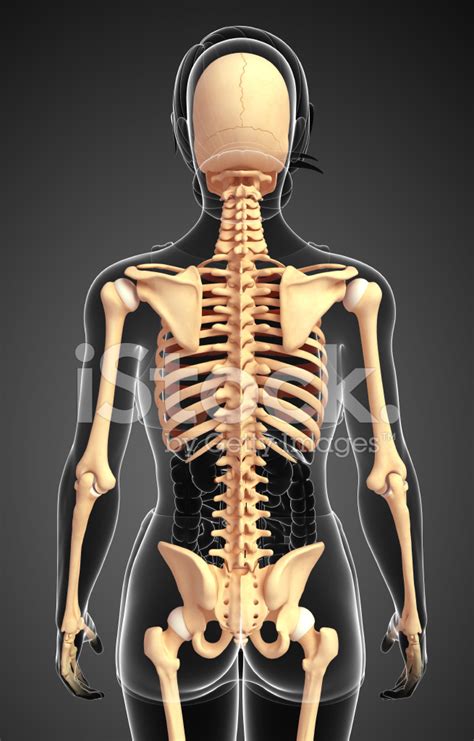 Diagram demonstrating the coxal bone's three regions. Female Skeleton Back View stock photos - FreeImages.com