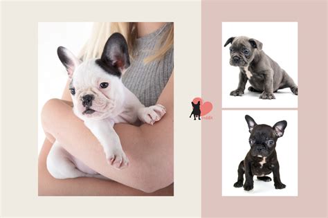 Learn about the origin, history, personality & care needs of french bulldogs. French Bulldog Growth Stages Size and Weight Chart