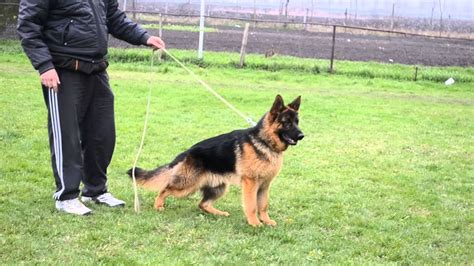 Bona od petkovica created by sarac. Amadeus od Petkovica GSD SHOW KACAREVO 07.04.2013 class 9 ...