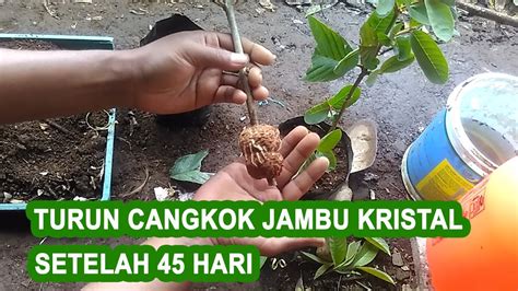 Namun, hal ini nampaknya lebih pantas ketika anda mengalami grogi saat pidato atau presentasi saja. Cara turun cangkok jambu kristal dan proses penanaman - YouTube