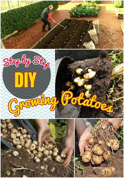Learn how to grow different types of potatoes in your garden, from planting to harvesting. DIY Growing Plants: How to Grow Potatoes in Containers ...