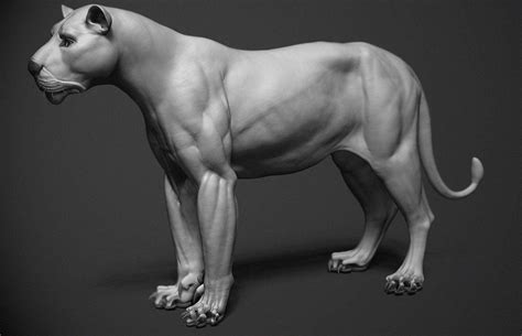 Muscles are tissues that contract to help parts of the body move. mohammed-anuz-lioness.jpg (1527×984) | 동물 해부학, 동물, 아나토미