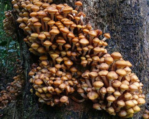 We did not find results for: Honey fungus - Armillaria mellea | Edible wild mushrooms ...