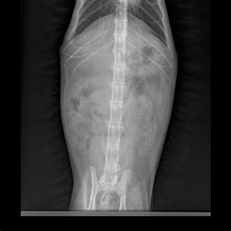 When it comes to detecting a hairball, a swallowed they can further be used to diagnose asthma, pneumonia, heart disease…and the list goes on and on. The vet has X-ray-ed abdominal area of my 19 years old cat ...