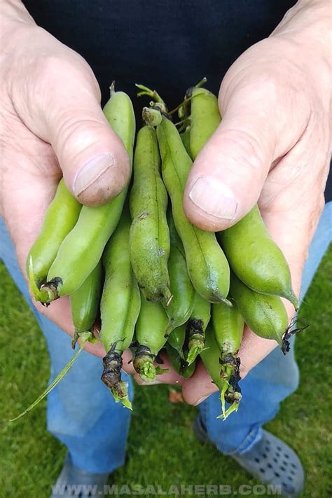 Dictionary of american family names ©2013, oxford university press Fava Beans - How to prep, cook and store them | MasalaHerb.com