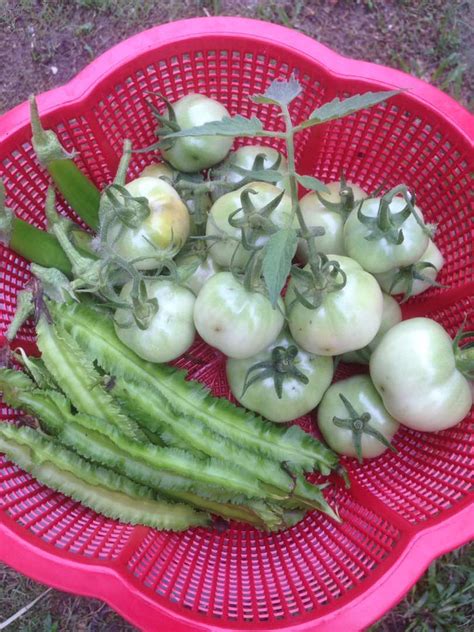 Bandung zoo atau kebun binatang bandung tempat wisata yang memiliki beragam koleksi flora dan fauna. Jom Tanam Sayur ( JTS ) : Tuaian Hari IniJom Tanam Sayur ...