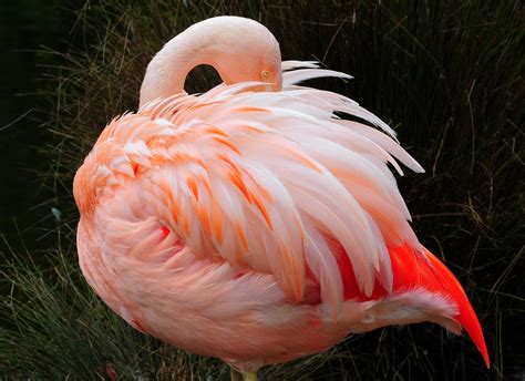Flamingos are highly gregarious birds. Flamingo | Bird Basic Facts & Beautiful Pictures | Beauty ...