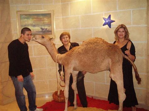 Sharm el sheikh, red sea. The Camel Family | Photo