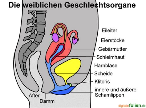 Prüfe dein wissen anschließend mit arbeitsblättern und übungen. Geschlechtsmerkmale einer Frau - #school