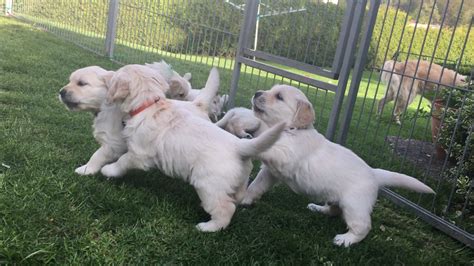 As adults, they have a relaxed temperament but still enjoy play time. Golden Retriever Puppies - YouTube