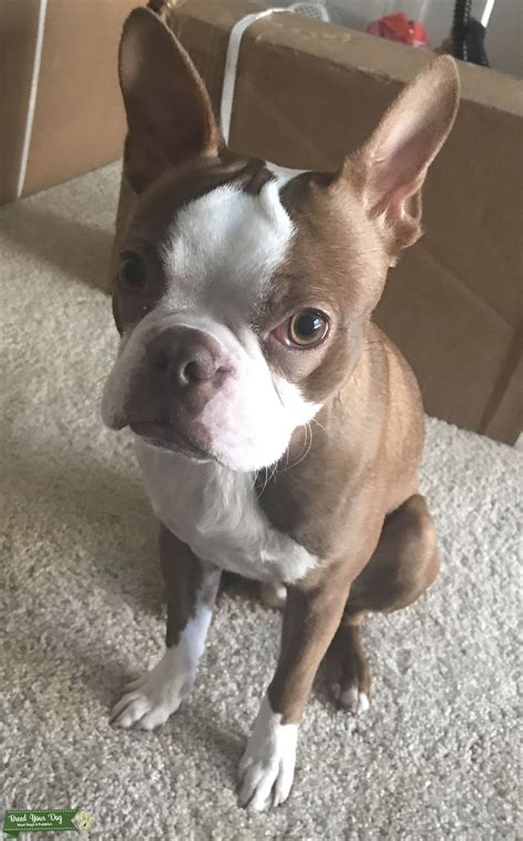 Don't say i'm not really looking for a commitment right now just because you think it makes you look in demand or cool. Stud Dog - Looking for girlfriend - Breed Your Dog