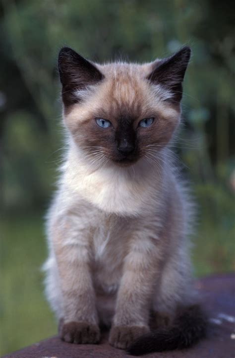 Looking for the best cat names to suit your new kitty's personality? Best Siamese Cat Names | Cat names, Siamese cats, Siamese
