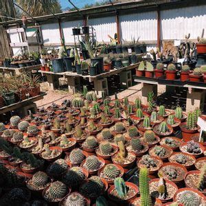 Since then it has evolved into a tourist destination that features dig your own cactus and has grown into a major tourist hot spot on the route to joshua tree national park. Cactus-Mart - 246 Photos & 123 Reviews - Nurseries ...