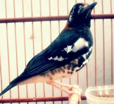 Elang tikus wikipedia bahasa indonesia ensiklopedia bebas. Gambar Burung Warna Hitam Putih - Gambar Burung