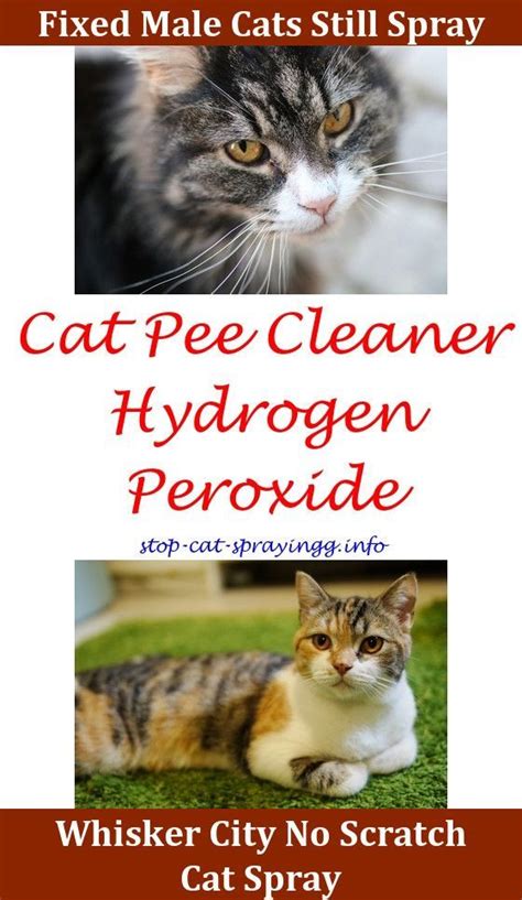 For the best cat pheromone spray on the market, look no further than the pet mastermind lion tamer cat scratching deterrent if it smells like another cat has claimed it as theirs, they may steer clear of it. Cat Spray Carpets Why Do Cats Spray On Their Owners How To ...