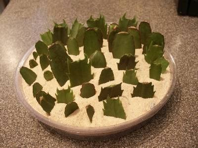 There are three main types of holiday cacti out there: How to care for Christmas cacti? - News Daily