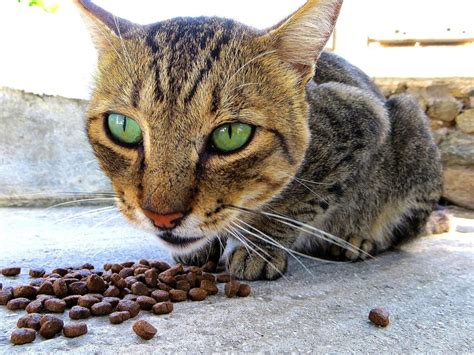 We recommend that you begin offering moistened dry food at three to four weeks old. How much food should I feed my Bengal cat?