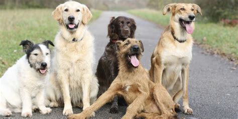 Maybe you would like to learn more about one of these? Dog Breed Selector Test: Which Dog Breed Should I Get Quiz ...