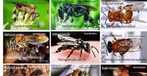 1.terdapat pelbagai jenis hidupan liar di malaysia. Lebah Kelulut Terbaik Di Pasaran Dunia Apa Itu Lebah Kelulut