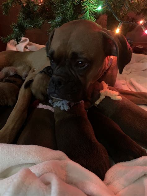 Akc boxer puppies born on october eightenth, will be ready for christmas, dew claws removed and tails docked. Boxer Puppies For Sale | Colorado Springs, CO #317981