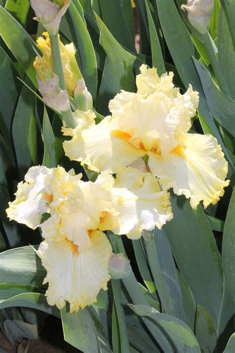 International, france, société, economie, culture, environnement, blogs. TB Iris germanica 'Lacy Lemon' (Fan, 2008) (с ...