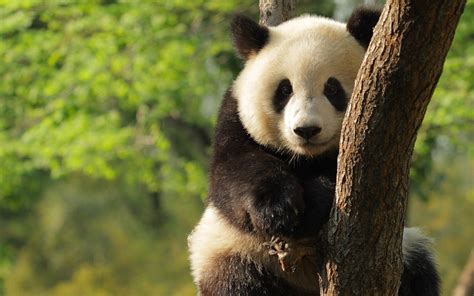 Check spelling or type a new query. Baby Panda Bear Wallpaper (57+ images)