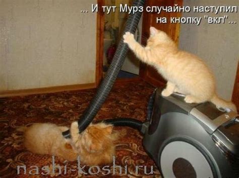 Почему кошки боятся пылесоса | Все о кошках