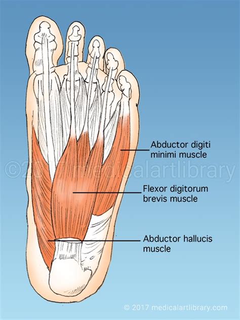 4 in each foot, each with 2 heads o: Foot Muscles - Medical Art Library