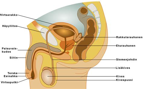 This organ is composed of erectile tissue. Reproductive System - Male. Causes, symptoms, treatment ...