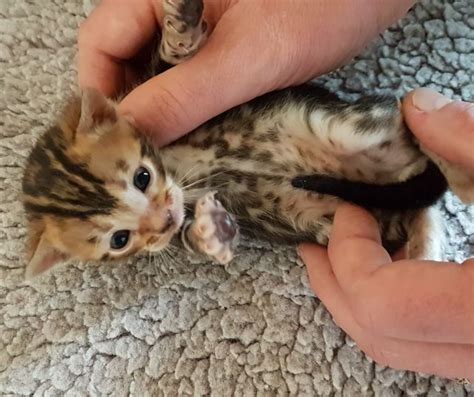Bengal kittens Auckland. Bengals can be shipped to ...