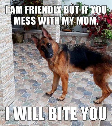 Check spelling or type a new query. 50+ Funniest German Shepherd Memes | Alpha Paw