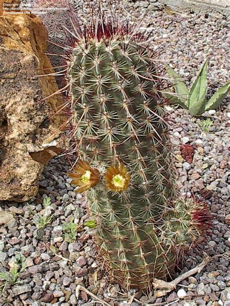 Shop for hedgehog cactus art from the world's greatest living artists. PlantFiles Pictures: Brown-flowered Hedgehog, Green ...