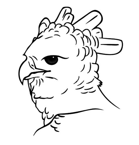 Harpy eagle coloring pages are a fun way for kids of all ages to develop creativity, focus, motor skills and color recognition. Potrait Of Harpy Eagle Head Coloring Pages : Coloring Sun ...